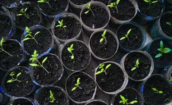 Не губите рассаду: главная ошибка нетерпеливых садоводов зимой — удивятся даже опытные