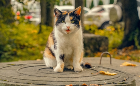 Гороскоп на 28 ноября: кому повезет, а кому стоит быть осторожнее Гороскоп на 28 ноября: кому повезет, а кому стоит быть осторожнее