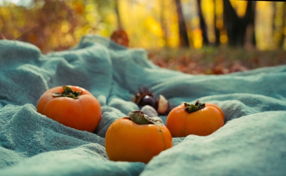 Экзотика в саду: как дерево из испанского супермаркета прижилось на русской земле