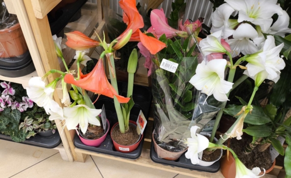 Обильное цветение без нитратов: как работает полезная добавка и стоит ли ее пробовать