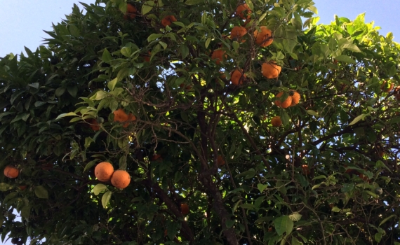 Мандарин из косточки в домашних условиях: пошаговая инструкция — сколько нужно ждать урожая Мандарин из косточки в домашних условиях: пошаговая инструкция — сколько нужно ждать урожая